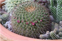 57a9c4d2-IMG_9694 kaktus.jpg